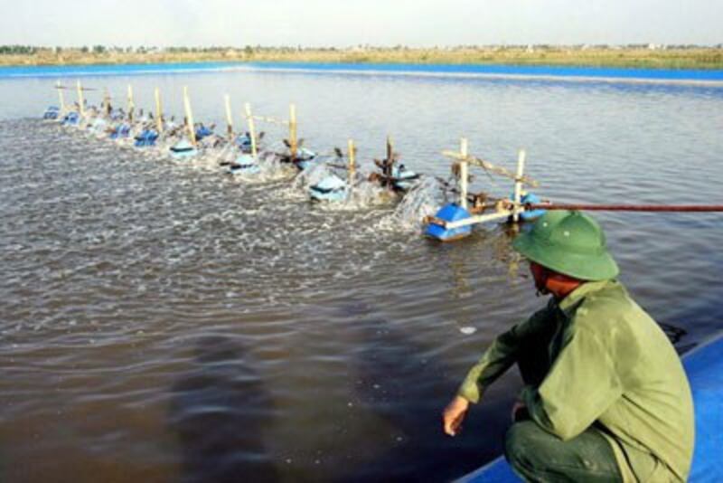 Một nông dân ngồi tại đầm tôm của gia đình trong quận Đồ Sơn, Hải Phòng.