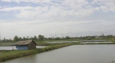 Những mảnh ruộng vùng Đồng bằng sông Cửu Long