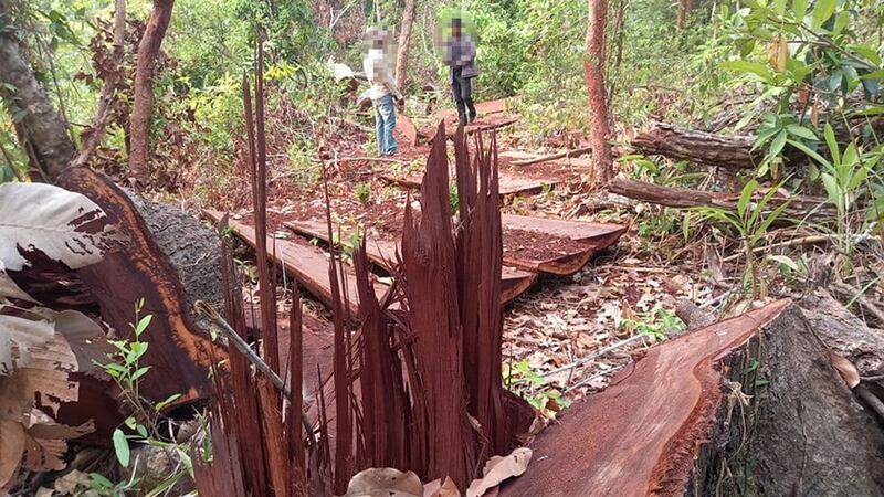 Wood_in_Choam_Prateal_Prey_Lang_Preah_Vihear_by_Heng_Sros_032121.jpg
