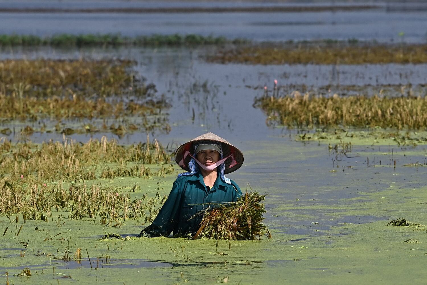 A farmer salvages their harvest from a flooded rice field in Hanoi's Chuong My district on Sept. 24, 2024, in the wake of Typhoon Yagi.