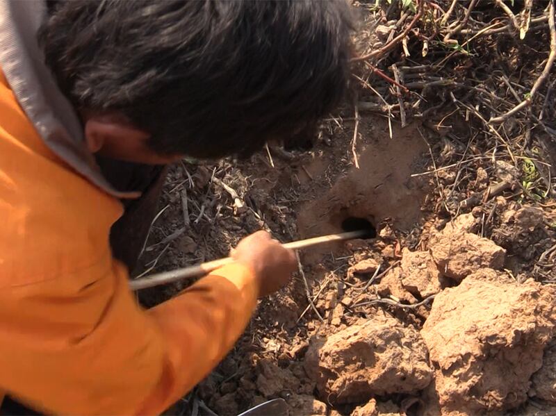 ប្រជាពលរដ្ឋ​ជីក​កង្កែប​ក្រាំង​ក្នុង​រន្ធ​តាម​ប្រឡាយ​នៅ​ភូមិ​ថ្នល់ដាច់ ឃុំ​ថ្មពួក ស្រុក​ថ្មពួក ខេត្ត​បន្ទាយមានជ័យ កាល​ពី​ថ្ងៃ​ទី​១៨ ខែ​មីនា ឆ្នាំ​២០១៦។ RFA/Hum Chamroeun