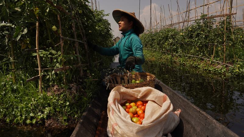 ကျွန်းမျော ခရမ်းချဉ်သီးစိုက်ခင်းတွေကြားမှာ အလုပ်လုပ်နေတဲ့ ဖယောင်း
