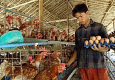 BurmaBirdflu200.jpg