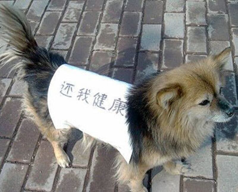 居民還帶同受影響的狗隻,在狗隻身上圍上抗議標語。(相片由居民張小姐提供)