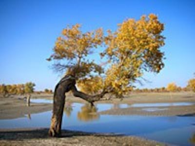 Tarim01200.jpg
