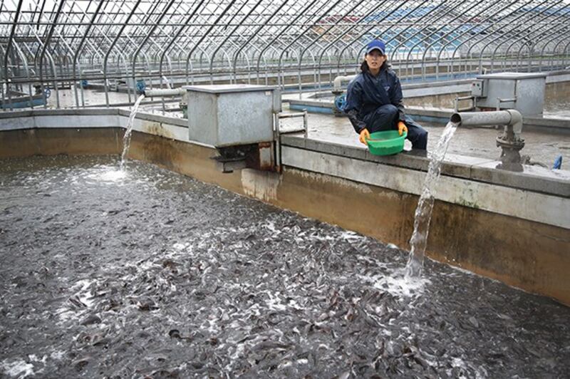 fish-farm.jpeg