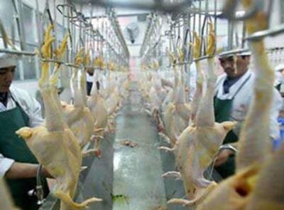 Khu chế biến gà đúng tiêu chuẩn