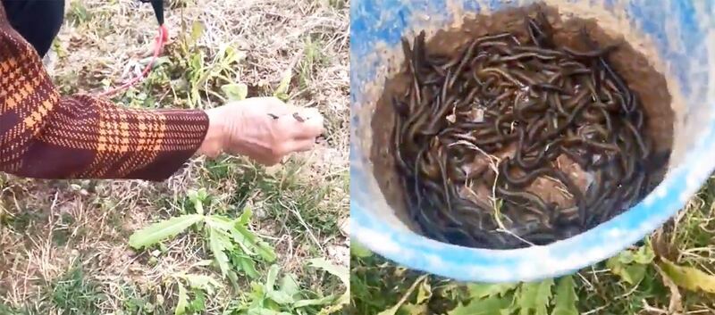 中药地龙行情看涨,农民盲目加入电蚯蚓行列。(翻摄自网络视频)