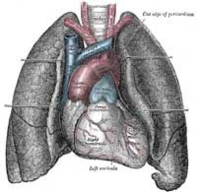 Lung200b.jpg