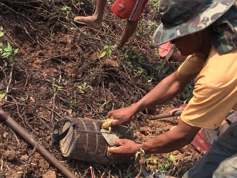 ប្រជាពលរដ្ឋ​ជីក​កង្កែប​ក្រាំង​ក្នុង​រន្ធ​តាម​ប្រឡាយ​នៅ​ភូមិ​ថ្នល់ដាច់ ឃុំ​ថ្មពួក ស្រុក​ថ្មពួក ខេត្ត​បន្ទាយមានជ័យ កាល​ពី​ថ្ងៃ​ទី​១៨ ខែ​មីនា ឆ្នាំ​២០១៦។ RFA/Hum Chamroeun