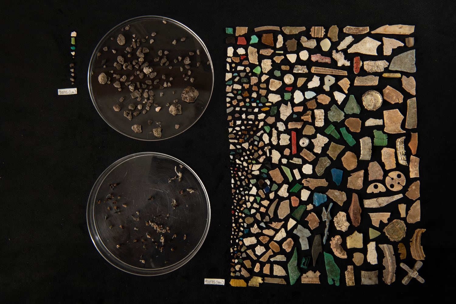 More than 400 pieces of plastic removed from the stomach of a 90-day-old Sable Shearwater chick are shown on the right of this photo.