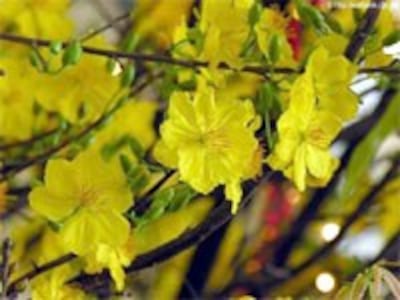 HoaMaiApricotFlower200.jpg