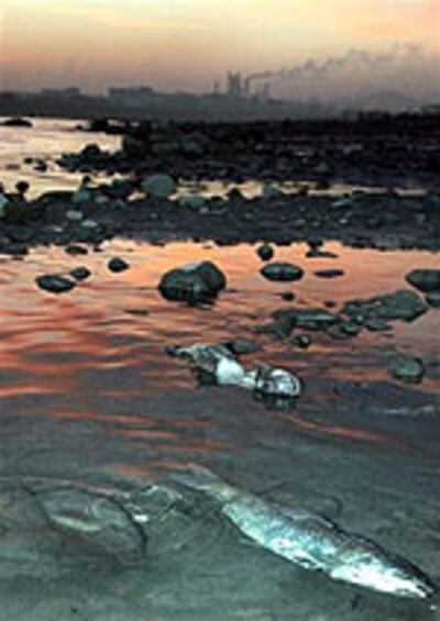 Songhua_fish150.jpg