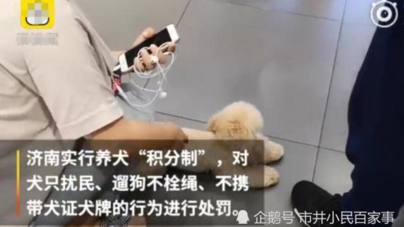 新年过后济南市政府有意制定养犬新规，以解决遗弃犬只、处理犬粪、遛狗牵绳等问题。（Public Domain）