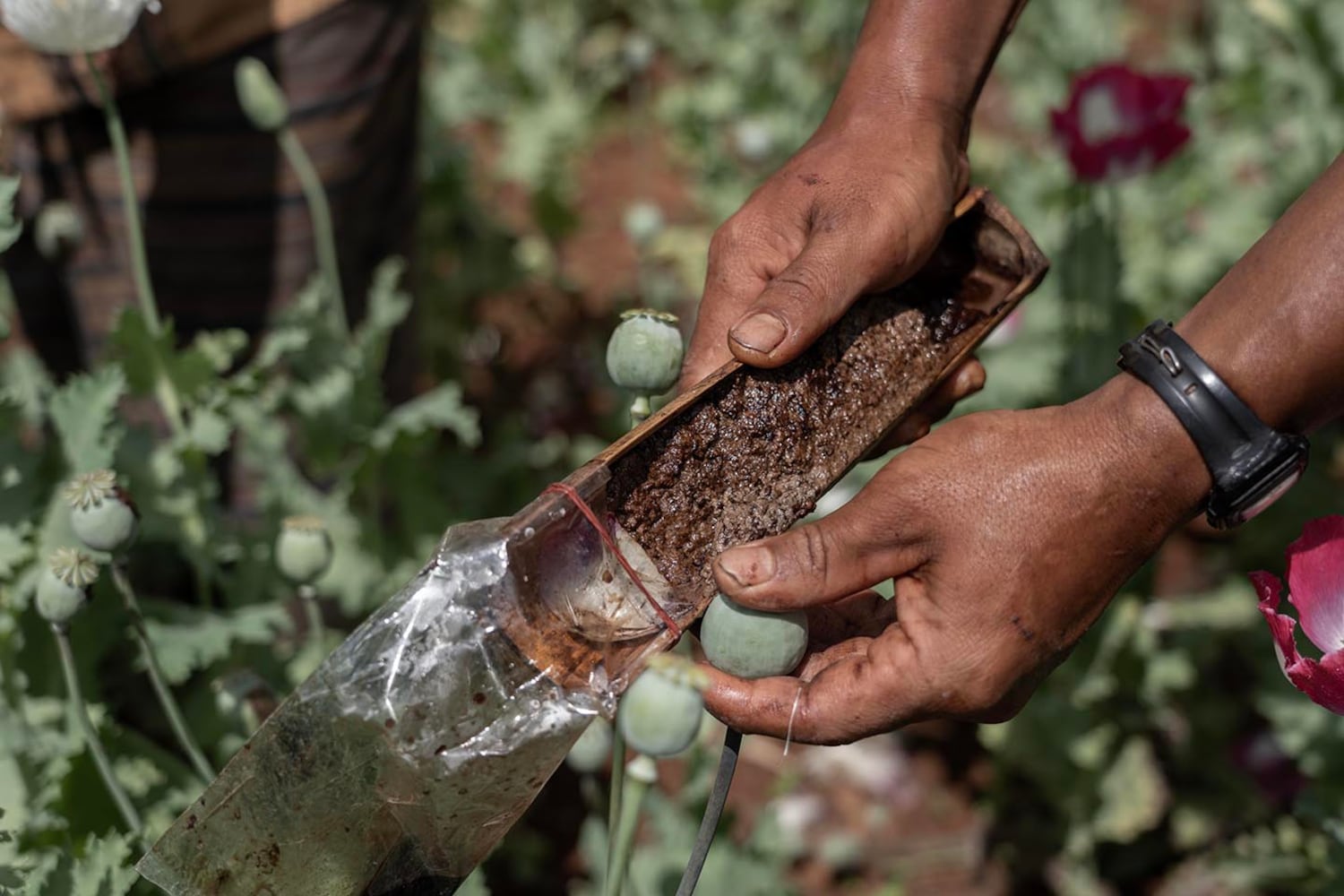 A farmer harvests the sap from seedpods in a poppy field in southern Shan state, Myanmar, Oct. 29, 2024.