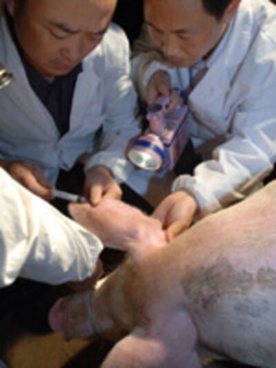 PIG_disease150.jpg