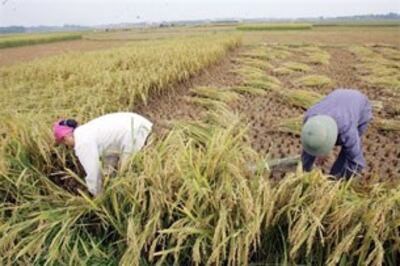 Nông dân Đồng Bằng Sông Cửu Long