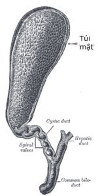 GallBladder150.jpg