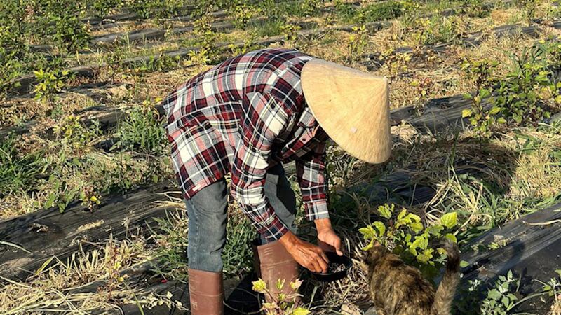 အမေရိကန်ပြည်ထောင်စု ကယ်လီဖိုးနီးယားပြည်နယ်တွင် Zaw Farm စိုက်ခင်းတွင် စိုက်ပျိုးနေသည့် ကိုဇော်နိုင်အား ၂၀၂၄ ခုနှစ် ဇွန်လက တွေ့ရစဉ်။ (Photo : Zaw Farm)