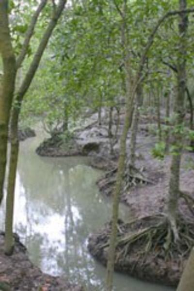 camau-1-160.jpg