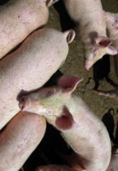 pig-150.jpg