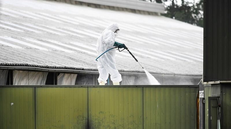 荷兰养殖场大规模扑杀水貂,工作人员小心翼翼消毒。(路透社)