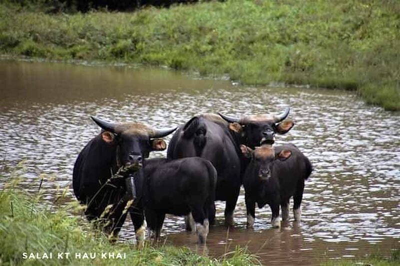 (ချင်းလူမျိုးတွေ တန်ဖိုးထားမွေးမြူကြတဲ့ နွားနောက်တွေကို တီးတိန်မြို့နယ်မှာ ၂၀၂၀ ခုနှစ်က တွေ့ရစဥ်)