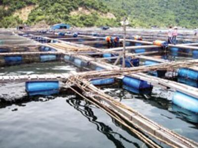 Vũng Rô: Một trong những bè cá rộng hơn một sân vận động ở Vũng Rô - Ảnh: Đức Huy (boxitvn.net)