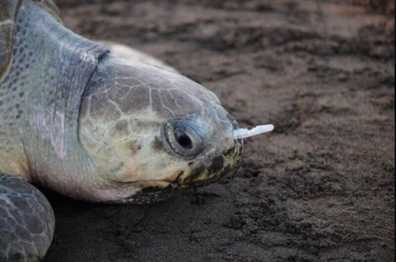 一根吸管插进海龟鼻孔，这只是冰山一角，鸟类和海洋生物误食吸管事件频传。（翻摄自网络）