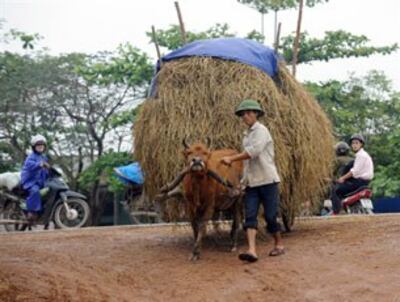 Mùa thu hoạch của nông dân miền Bắc