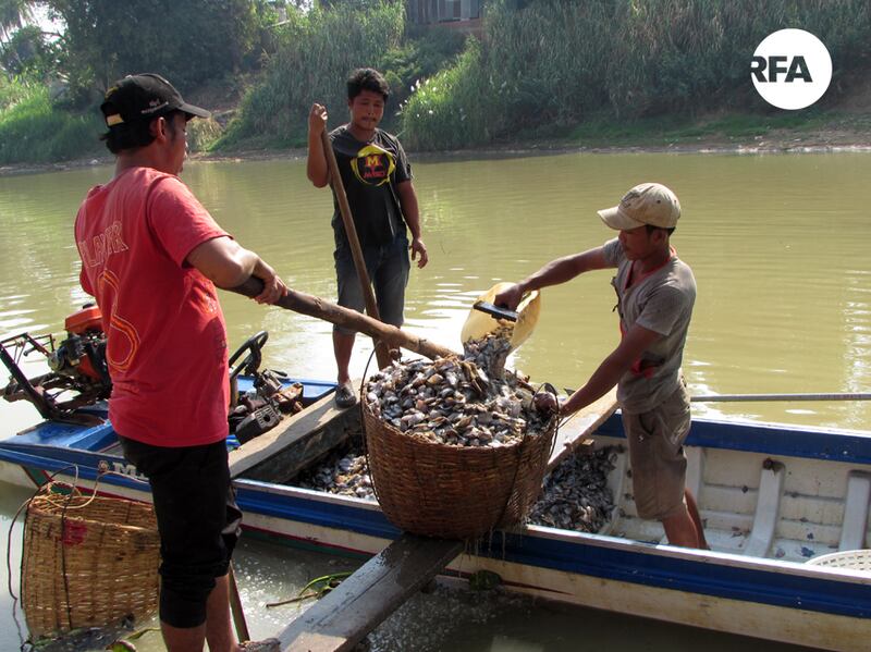 ពលរដ្ឋ​កើប​ត្រី​ប្រហុក​ចេញ​ពី​ទូក​ក្នុង​ស្ទឹង​សង្កែ ដាក់​ជាល​ដឹក​យក​ទៅ​លក់​ក្នុង​ផ្សារ​ប្រហុក ឃុំ​ព្រែកនរិន្ទ ស្រុក​ឯកភ្នំ ខេត្ត​បាត់ដំបង កាល​ពី​ថ្ងៃ​ទី​១៤ ខែ​កុម្ភៈ ឆ្នាំ​២០១៧។ RFA/Hum Chamroeun