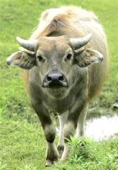 BuffaloCowFarmer150.jpg