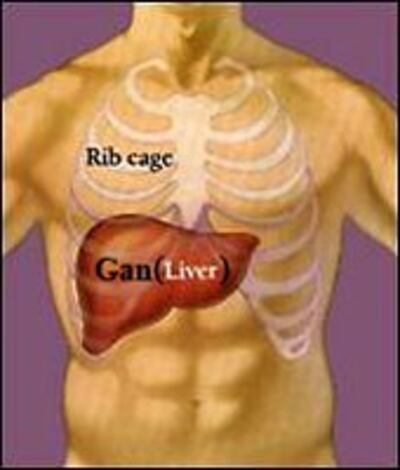 Gan là cấu trúc rất là quan trọng trong sự tiêu hoá. Đó là cơ quan lớn nhứt (trong cơ thể).