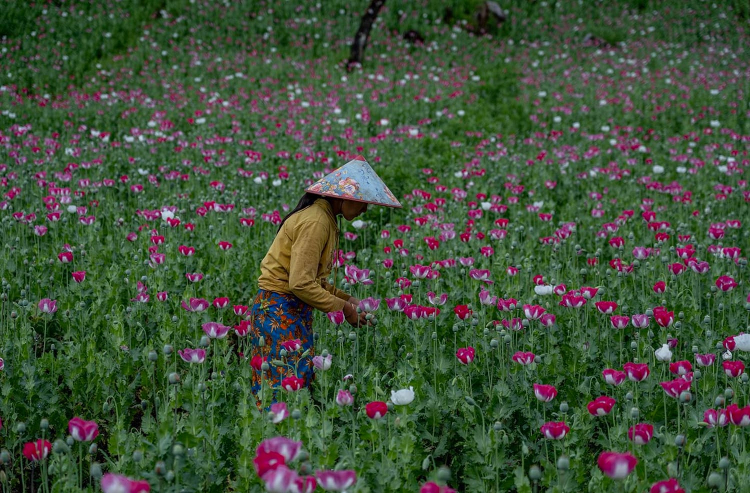 A woman harvests sap from seedpods in a poppy field in southern Shan state, Myanmar, Oct. 30, 2024.