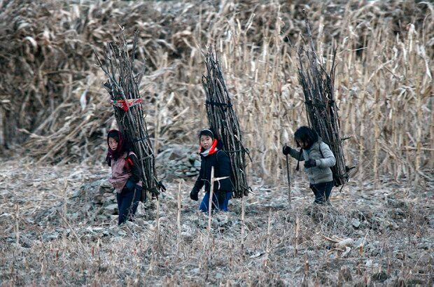 북한 소녀들이 땔감을 나르고 있다.