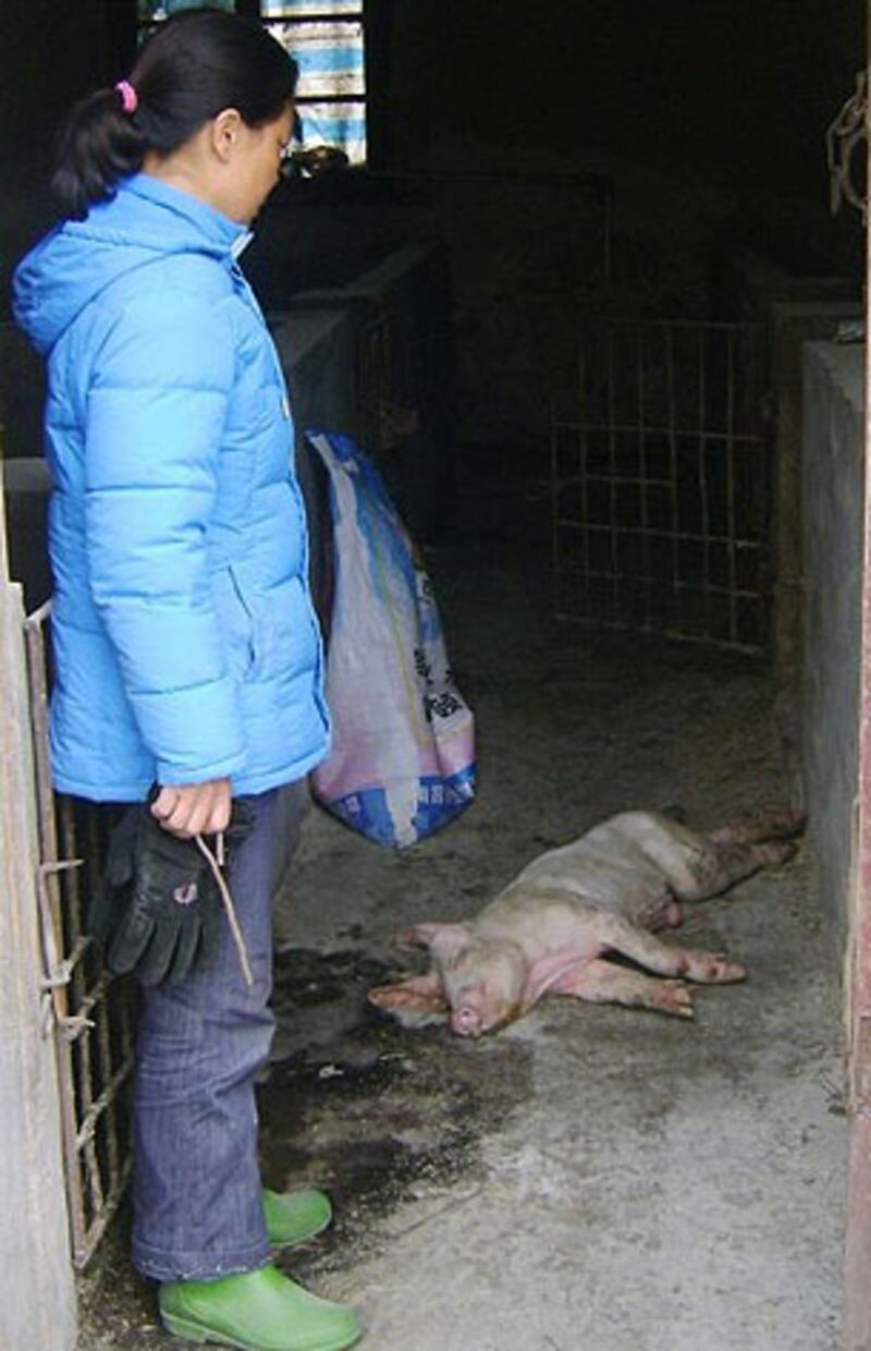 湖北磷礦鎮劉沖村，大量生畜因飲被污染的水死亡。（相片由村民姚女士提供）