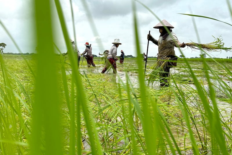 ရန်ကုန်တိုင်း ဒလမြို့နယ်က လယ်သမားတွေ လယ်ယာလုပ်ငန်းခွင် ဝင်ရောက်လုပ်ကိုင်နေတာကို ၂၀၂၃ ခုနှစ် ဩဂုတ်လက တွေ့ရစဉ်။ (Photo : RFA)