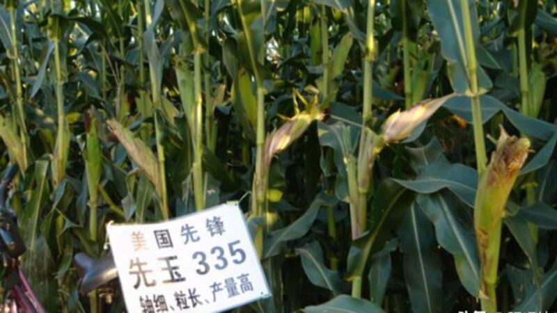 美国杜邦集团旗下先锋公司选育的杂交玉米种子“先玉335”,推广至今已10余年,是东北、华北玉米产区种植的主要玉米品种。(微博图片)