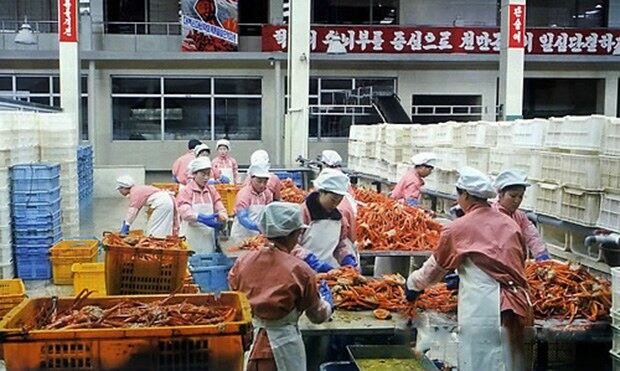 나선경제무역구 내 수산물 가공공장의 모습.
