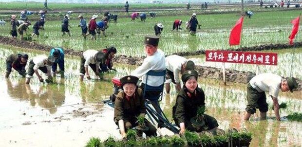 평안남도 강서군 석흥협동농장에서 북한군인들이 농민들을 도와 모내기를 하고 있다.