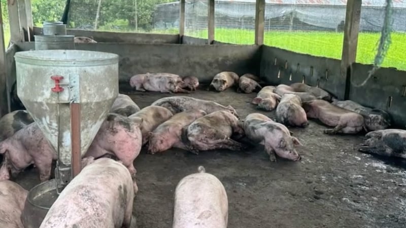 ອະຫິວາໝູລະບາດ ຢູ່ 7 ແຂວງ ມີໝູຕາຍ ແລະ ຖືກກໍາຈັດໄປແລ້ວ 11,000 ໂຕ