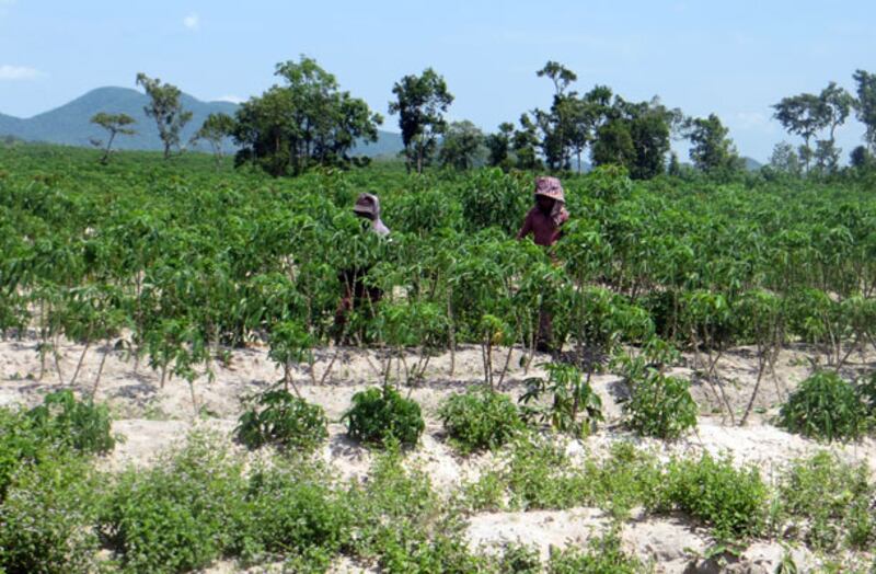 ២៤-មេសា-២០១៣៖ ចម្ការ​ដំឡូង​របស់​ក្រុមហ៊ុន​ភាពីម៉ិច នៅ​ស្រុក​ក្រគរ ខេត្ត​ពោធិ៍សាត់។ 