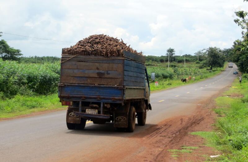 ៥-វិច្ឆិកា-២០១៣៖ ប្រជាពលរដ្ឋ​ដឹក​ជញ្ជូន​ដំឡូង​មី នៅ​ខេត្ត​កំពង់ចាម។