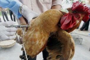 Chích ngừa H5N1 cho gia cầm