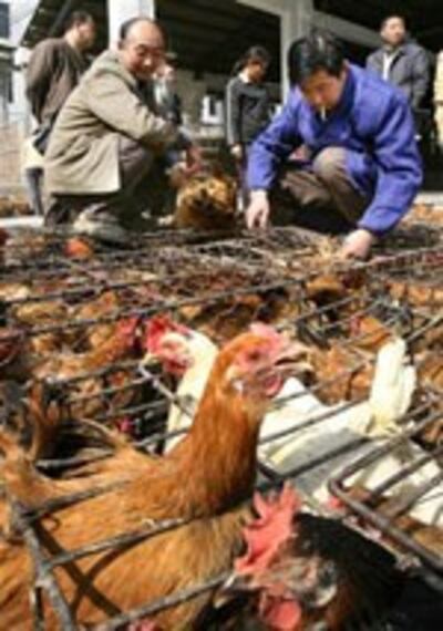 bird-flu-150.jpg