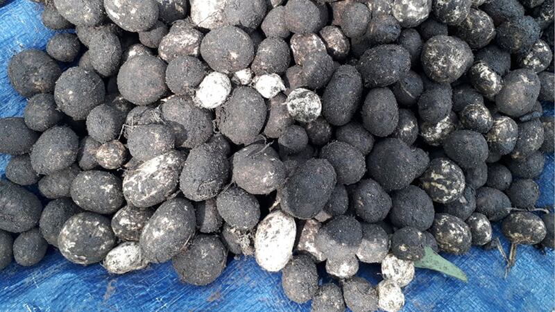 ផ្សិត​ប៉ក់ ដែល​អ្នក​ភូមិ​ដក​បាន​ពី​ព្រៃ នៅ​ស្រុក​សំឡូត ខេត្ត​បាត់ដំបង កាល​ពី​ថ្ងៃ​ទី៤ ខែឧសភា ឆ្នាំ២០២០។