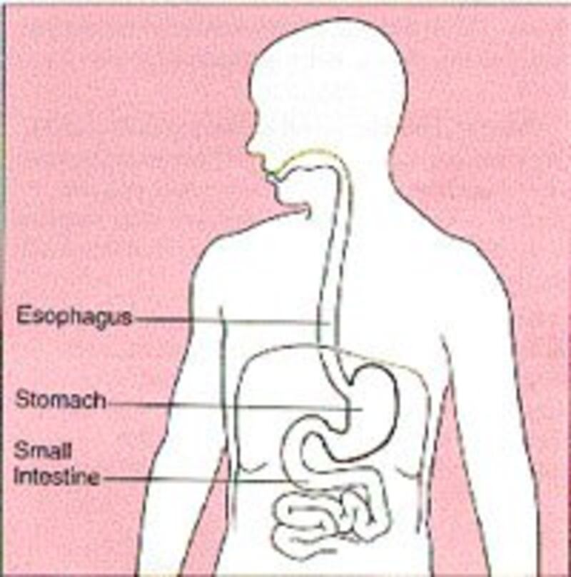 StomachBody200.jpg