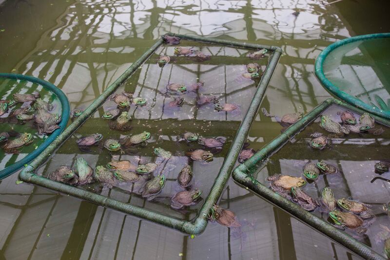 frog-turtle.jpg