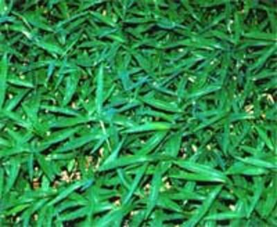 JanpaneseGrass200.jpg