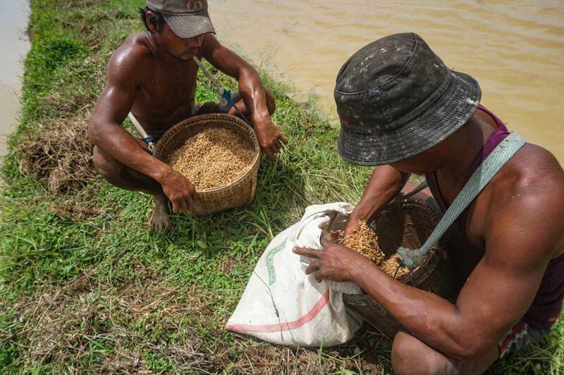 In the 1950s and 1960s, Myanmar was the world's latest exporter of rice. Myo Min Soe/RFA